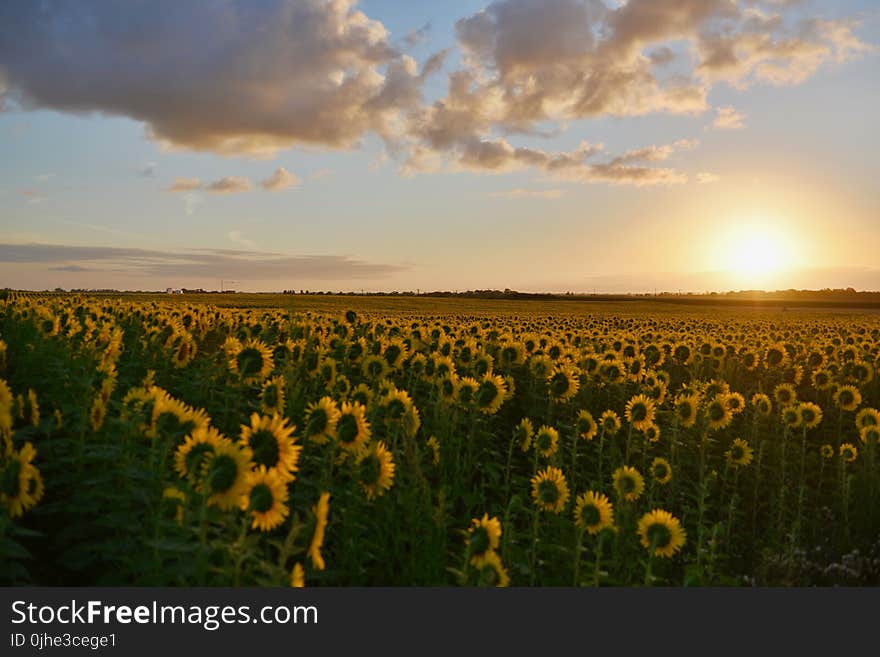 Landscape Photography of Sunflower Field during Sunset