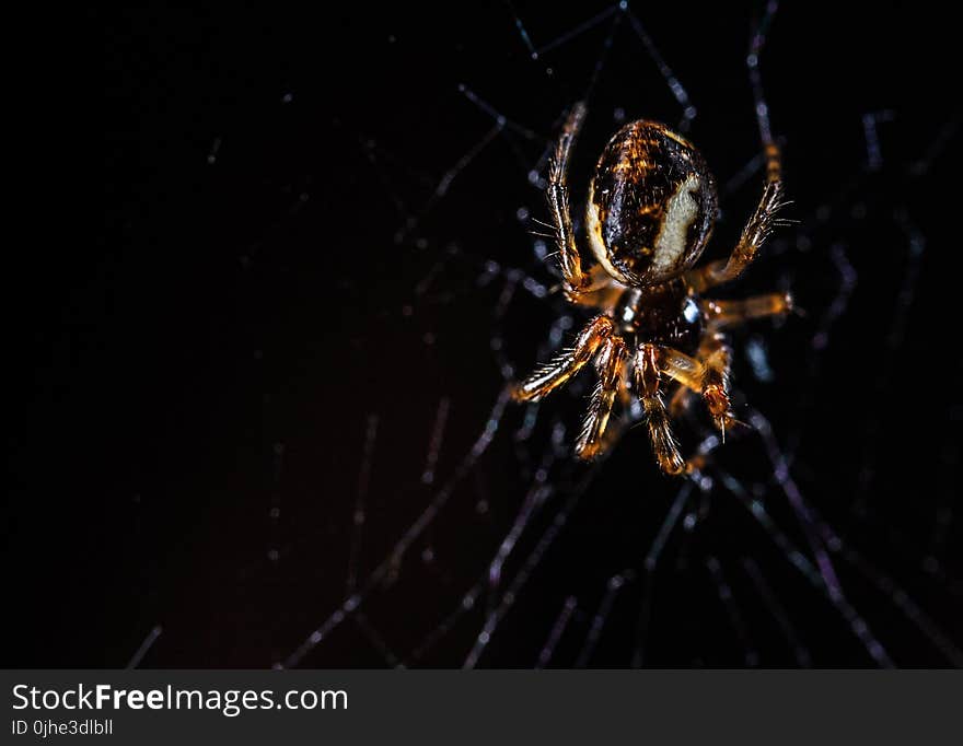 Brown Orb Weaving Spider