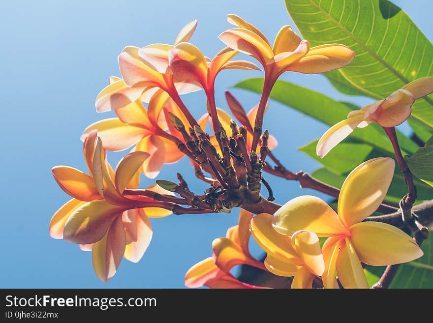 Close Up Photo of Yellow Plumeria Flower