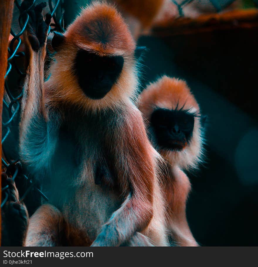 Two Black-and-brown Monkeys Photo