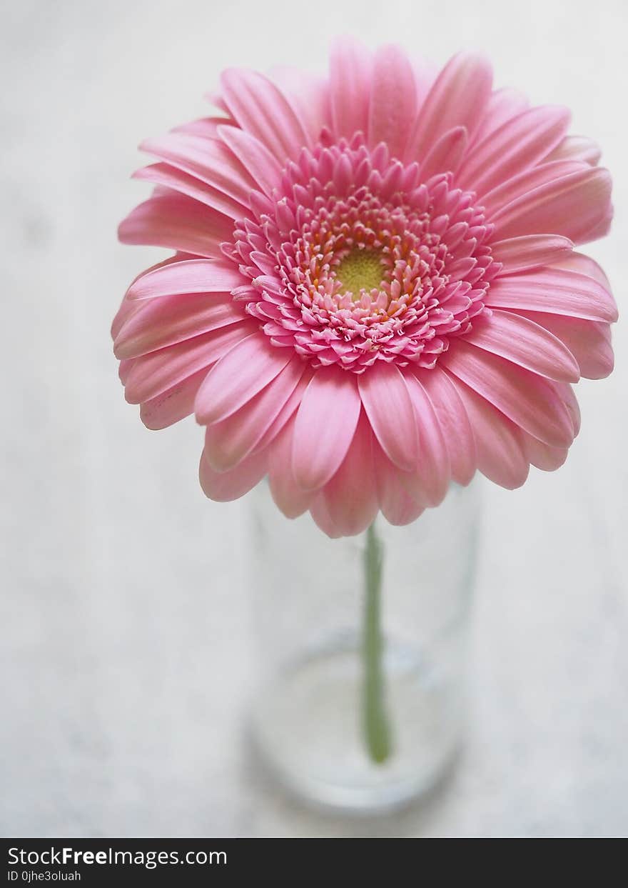 Pink Gerbera Flower in Closeup Photography