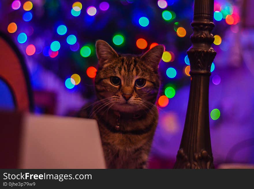 Brown Tabby Cat Staring at the Camera