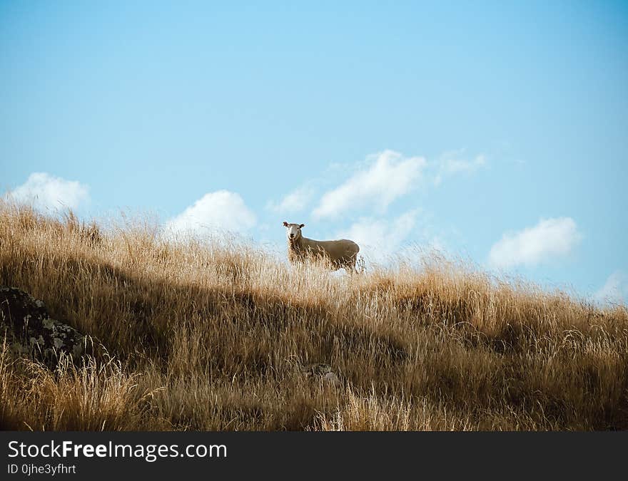 Brown Cattle