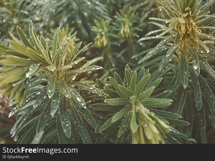 Green Leaves Plants