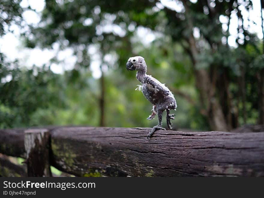 Featherless Bird on Wooden Fence