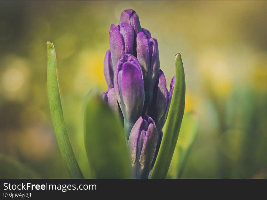 Selective Photography of Purple Clustered Flowers