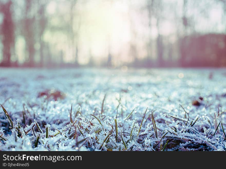 Green Grass Covered With Snow