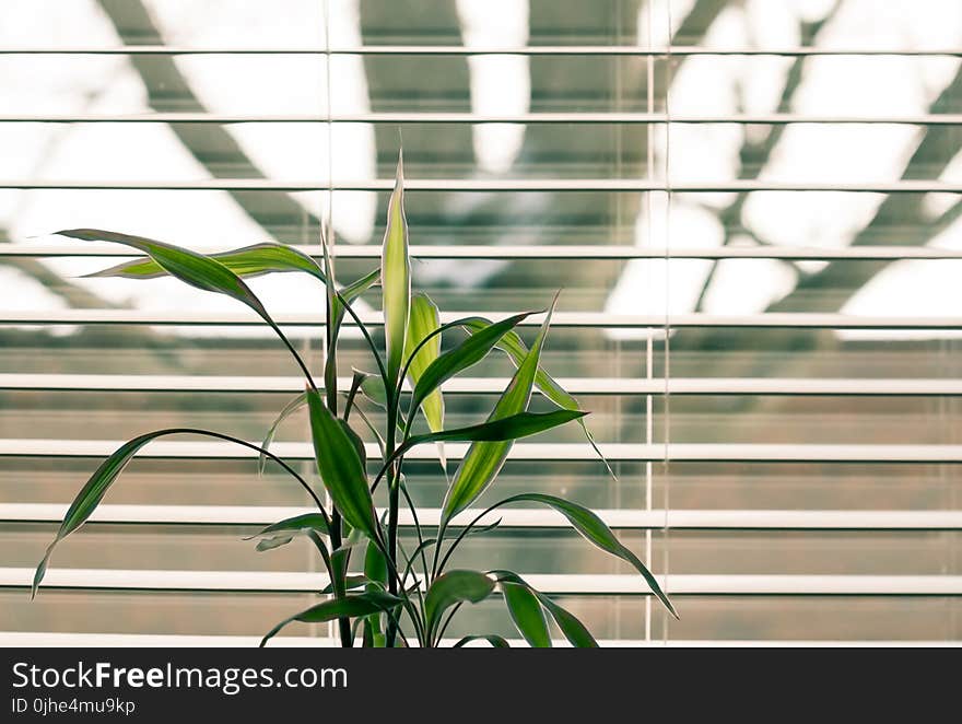 Green Leaf Plant Against White Venetian Window Blinds