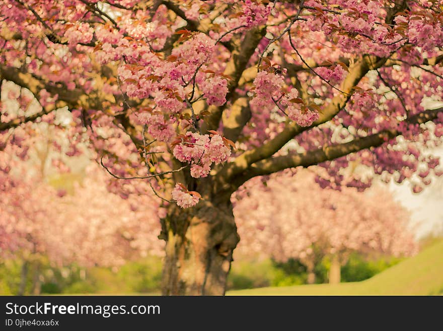 Cherry Blossom Tree in Close-up Photo