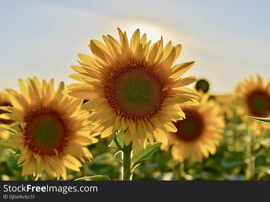 Selective Focus Photography of Sunflower