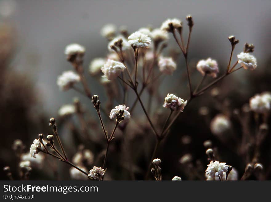 Photo of White Flower Buds