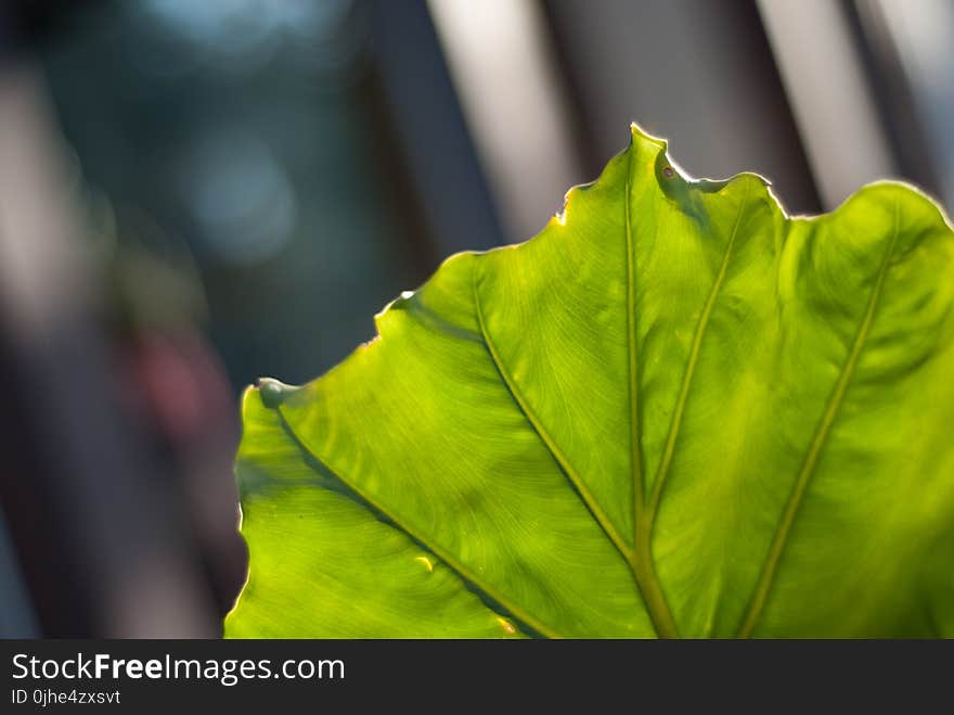 Close-up Photography of a Leaf