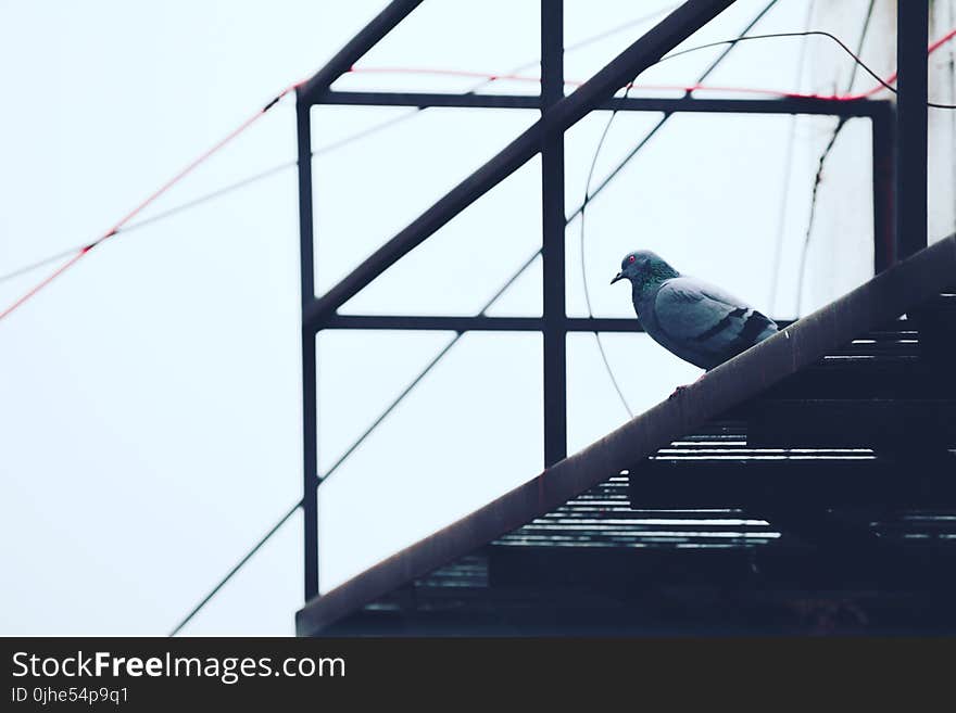 Gray Pigeon on Black Metal Frame