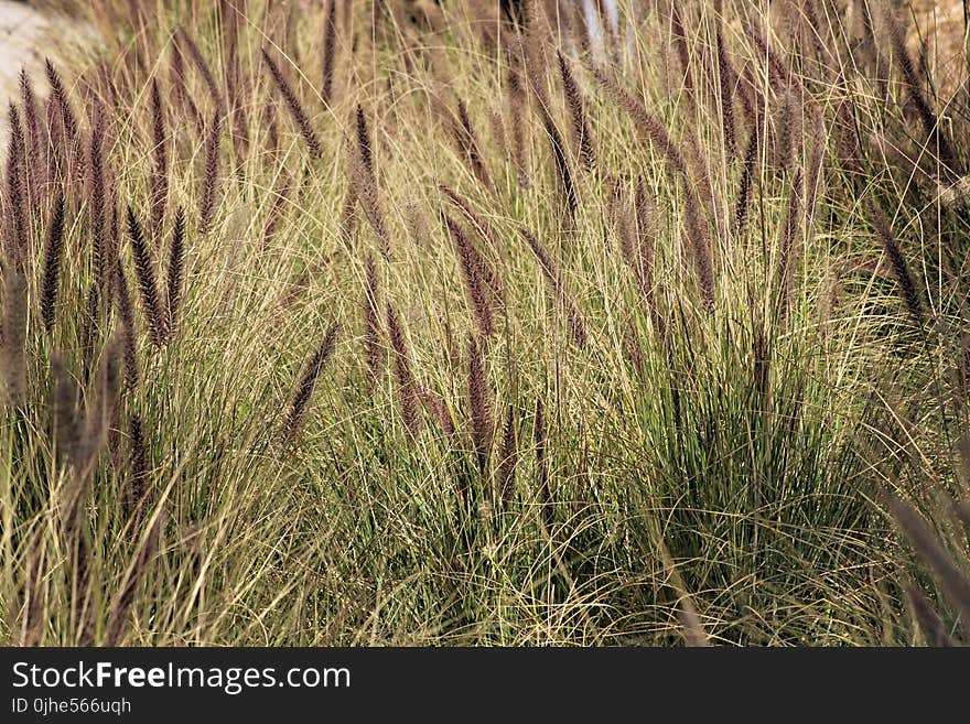 Green Grass Field