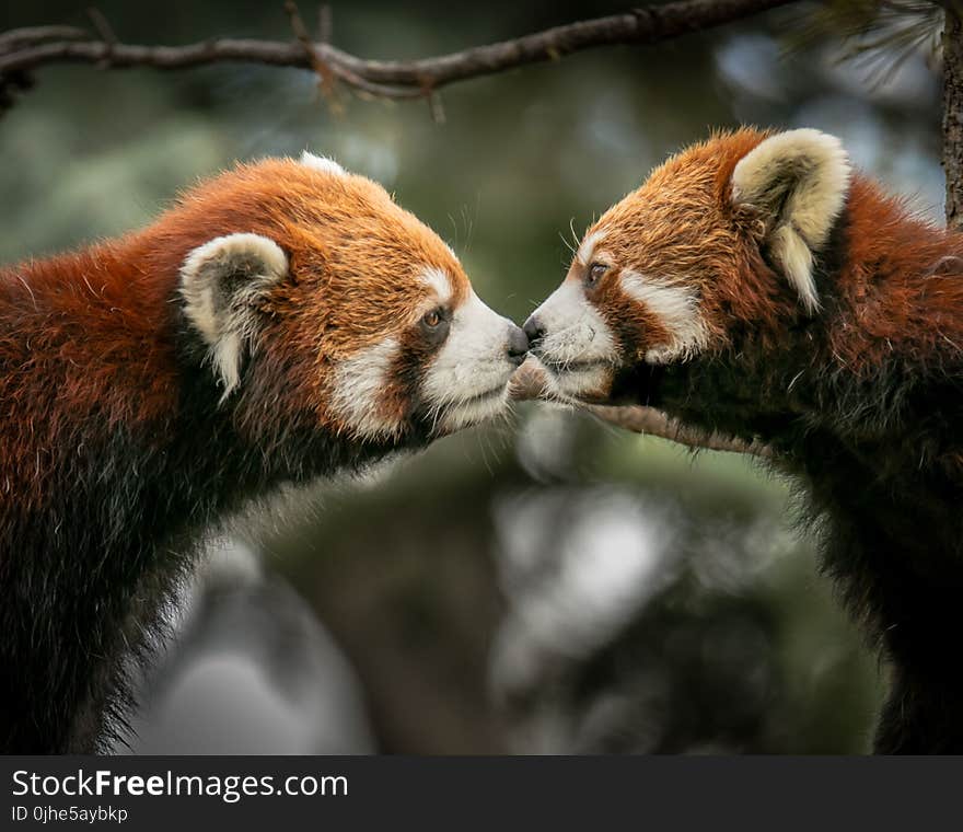 Closeup Photo of Brown-and-white Animals