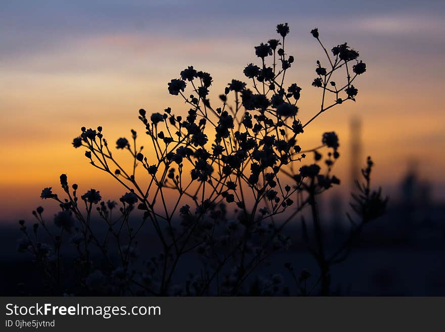 Silhouette Of Plants