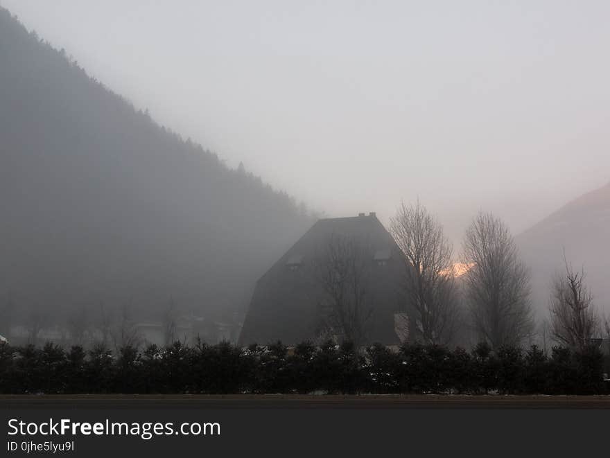 Silhouette of Bare Trees during Sunrise