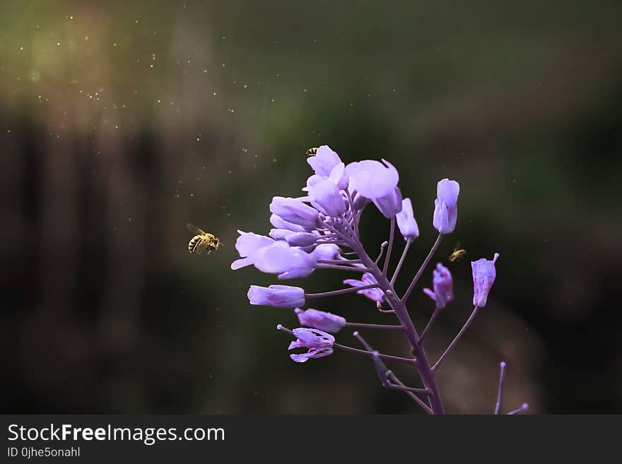 Closeup Photography of White
Clustered Flower