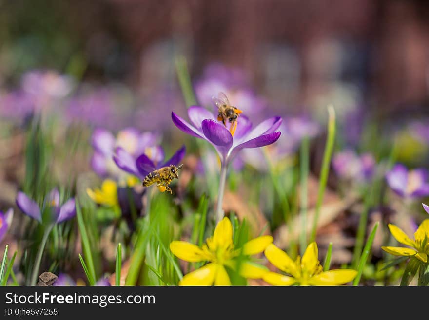 Selective Photography of Purple and White Saffron Crocus Flowers