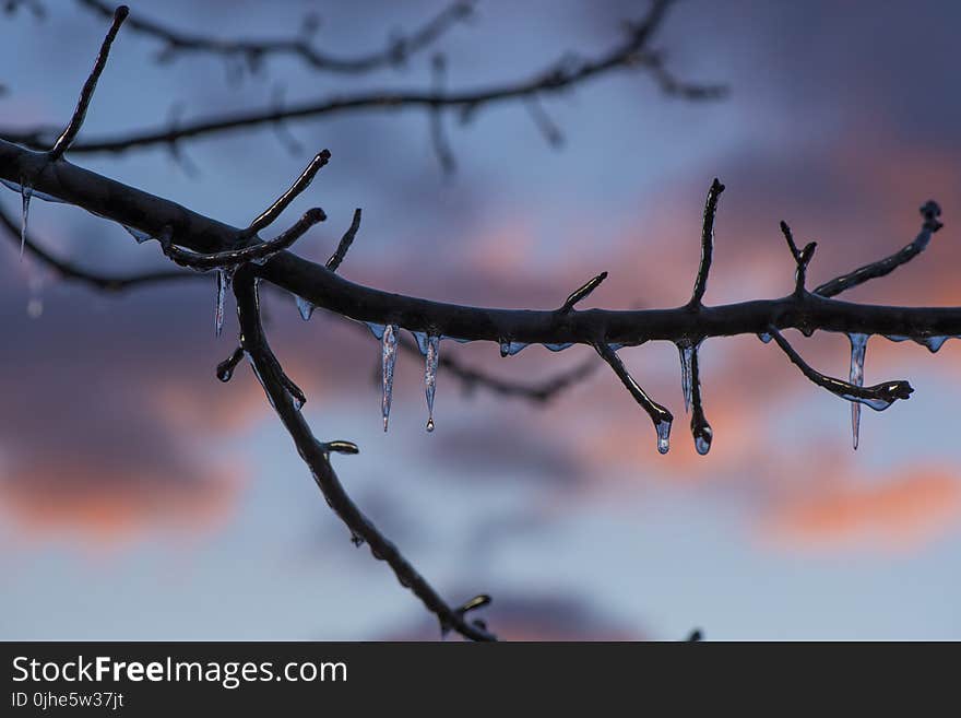 Brown Tree Branch With Ice