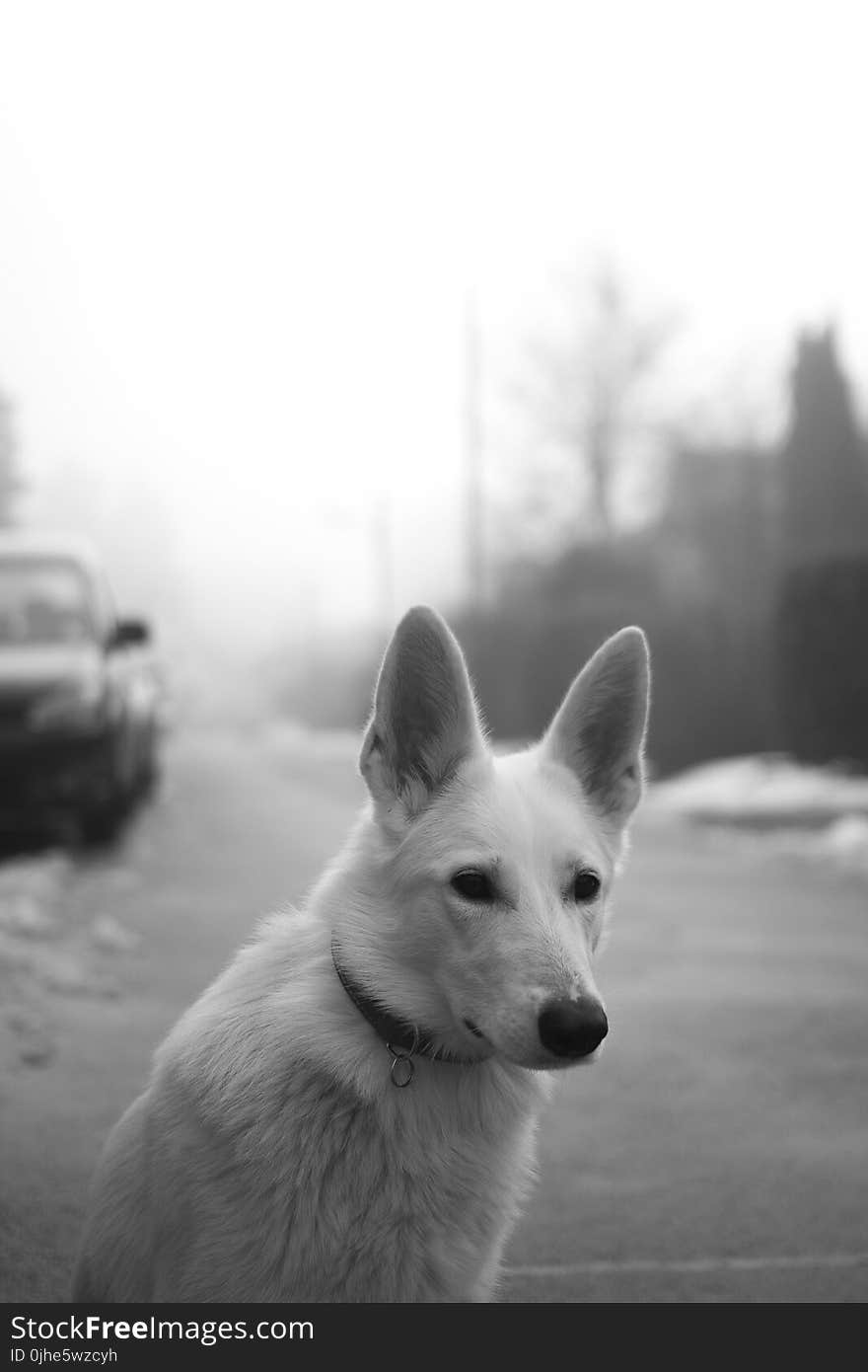 White Dog on Road