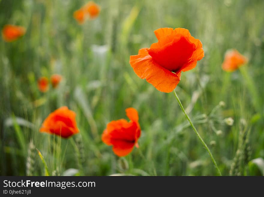 Orange Petaled Flowers