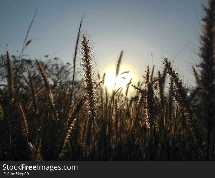 Plants During Sunset