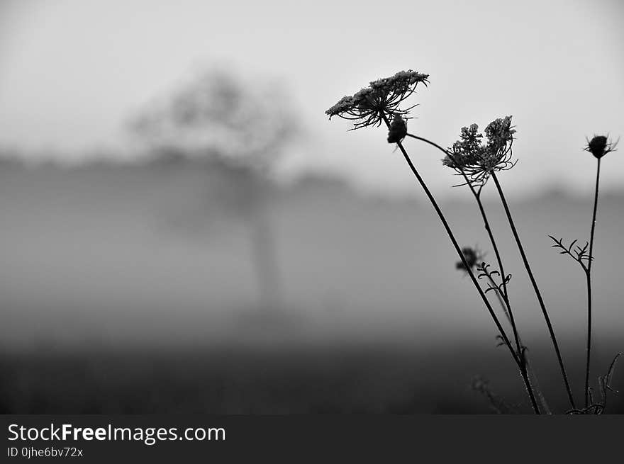 Grayscale Photo of Withered Flower