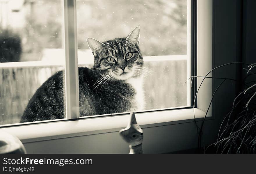 Grayscale Photography of Cat Outside Glass Sliding Window