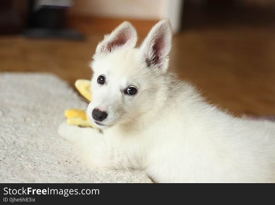 Short-coated White Dog on White Textile