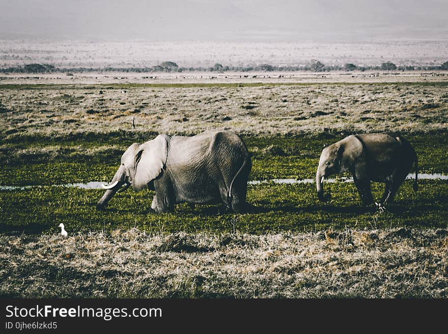 Gray Elephants on Green Grass Field