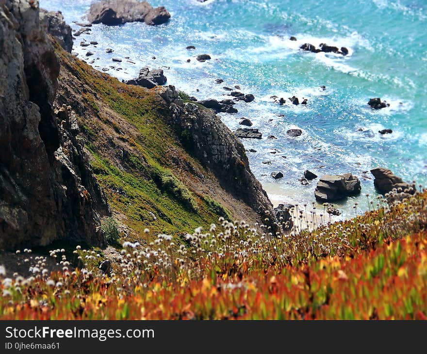 Photography of Orange-and-yellow Petaled Flowers on Cliff Near Body of Water at Daytime