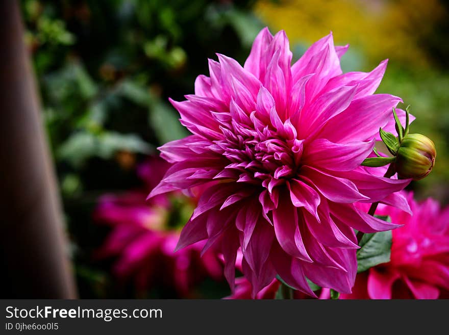 Selective Focus Photography of Magenta Flower