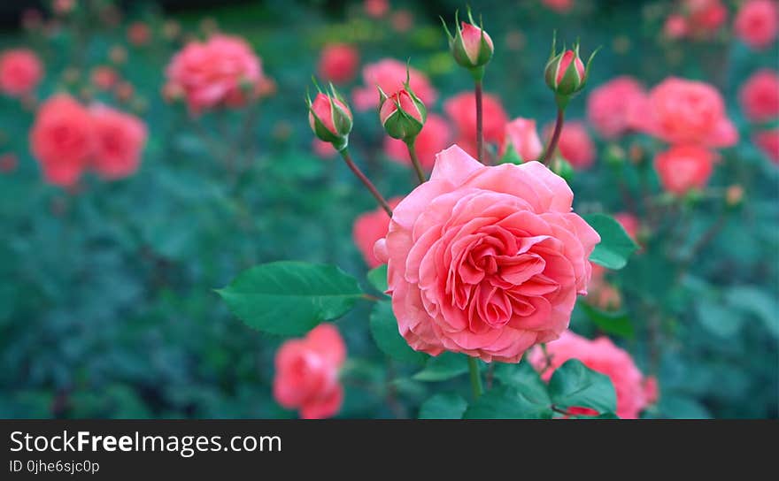 Pink Petaled Flowers