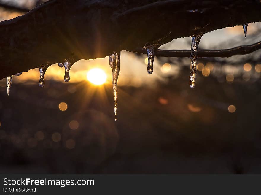 Snow Melting on Tree Branch during Sunrise