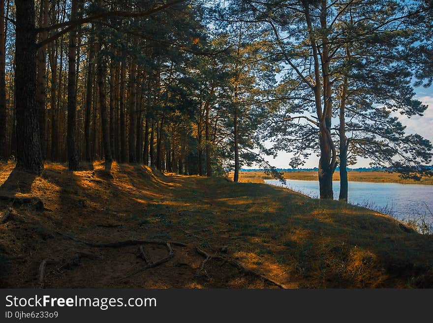 Brown Trees Near Body of Water