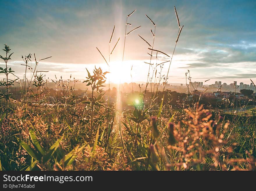 Golden Hour Photography of Grass Field