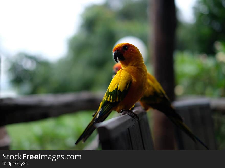 Two Yellow-and-black Birds