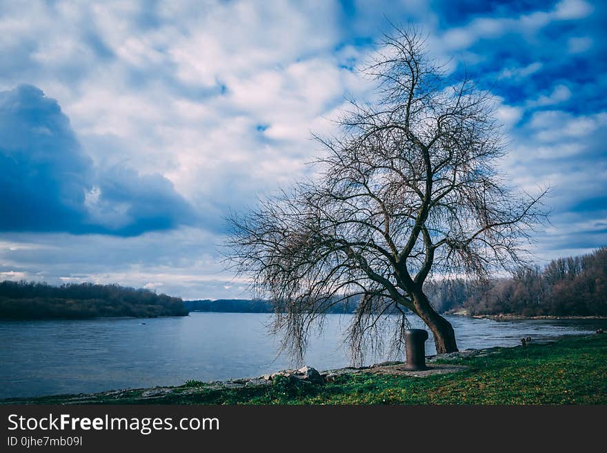 Landscape Photography of Bare Tree Near Body of Water Under Cloudy Skies