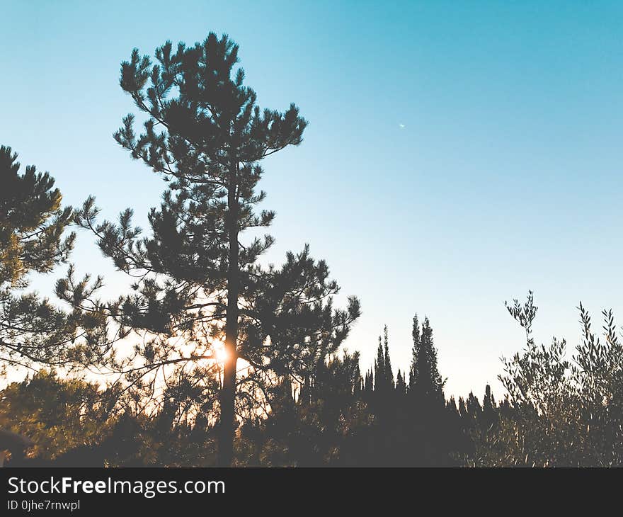 Low-angle Photography of Trees