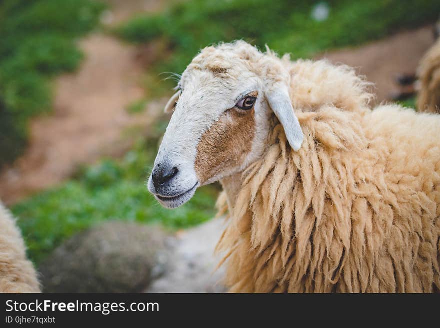 Photography Of Sheep