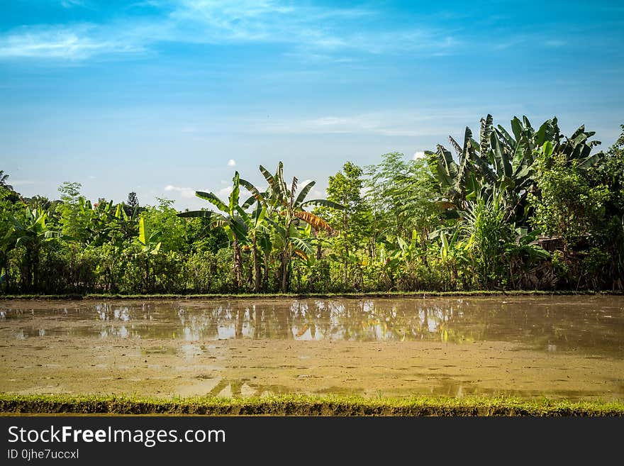 Body of Water Near Green Leaf Trees