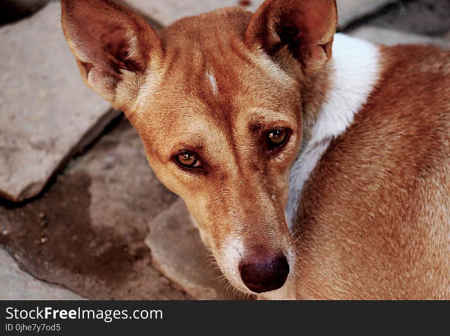 Close-up Photography of a Dog