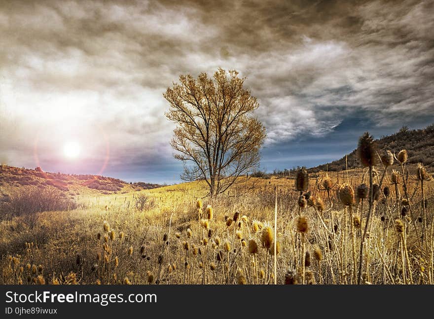 Stock Photography of Brown Leaf Tree Under Cloudy Sky