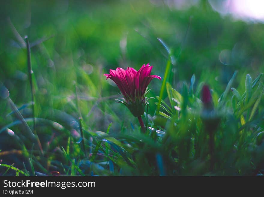 Selective Focus Photography of Pink Flower