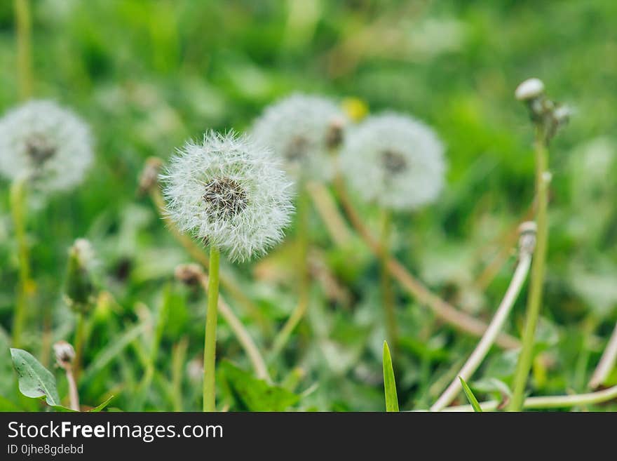 Selective Focus Photography of Dandelion