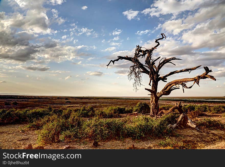 Bare Tree