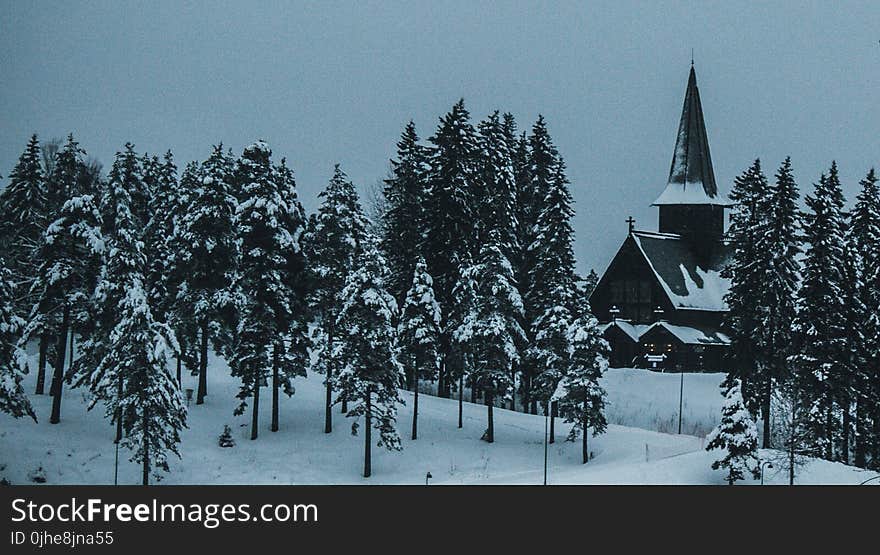 Snow Covered Trees