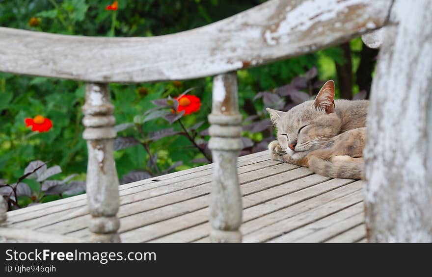 Short-fur Gray Cat Sleeping on Gray Wooden Surface