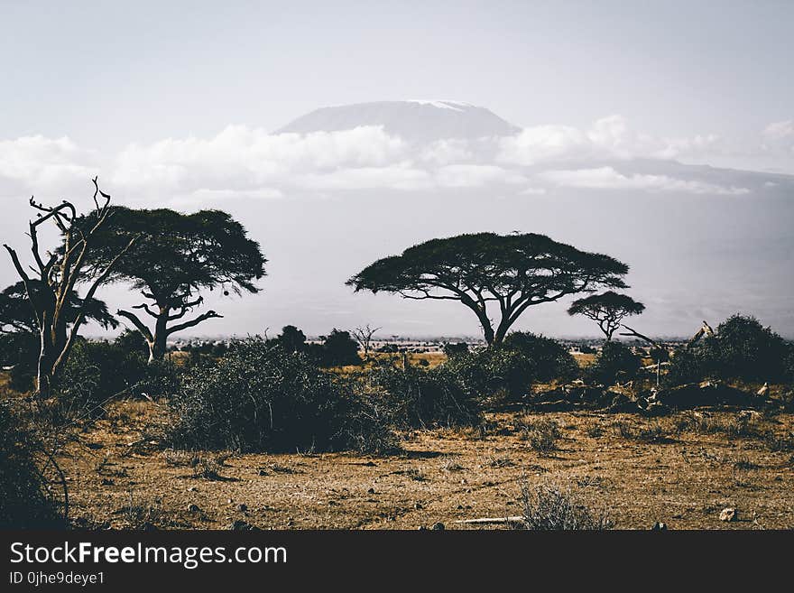 Landscape Photography of Wild Trees over Mountain